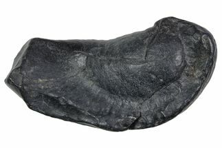 Large Fossil Whale Ear Bone - South Carolina #352636
