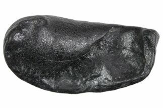 Large Fossil Whale Ear Bone - South Carolina #352640