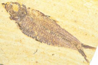 Detailed Fossil Fish (Knightia) - Wyoming #360699