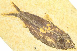 Detailed Fossil Fish (Knightia) - Wyoming #360714