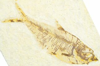 Fossil Fish (Diplomystus) - Wyoming #360727