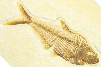 Detailed Fossil Fish (Diplomystus) - Wyoming #360735
