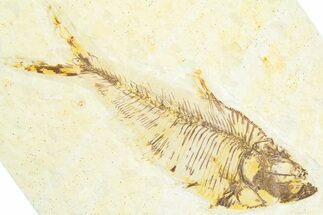 Fossil Fish (Diplomystus) - Wyoming #360742