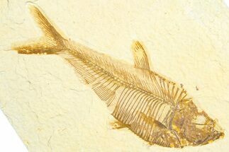 Detailed Fossil Fish (Diplomystus) - Wyoming #360746