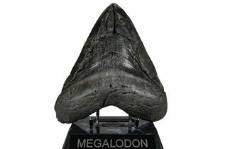 Fossil Shark Teeth For Sale