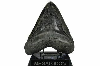 Bargain, Fossil Megalodon Tooth - Giant River Meg #360769