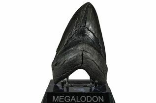 Fossil Shark Teeth For Sale