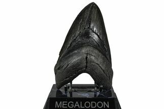 Serrated, Fossil Megalodon Tooth - South Carolina #360777