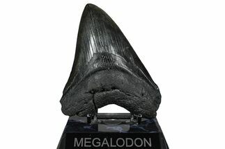 Fossil Megalodon Tooth - South Carolina #360783