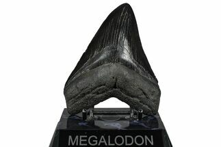 Fossil Megalodon Tooth - South Carolina #360786