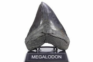 Serrated, Fossil Megalodon Tooth - South Carolina #360757