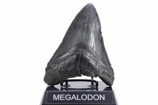 Fossil Megalodon Tooth - South Carolina #360759