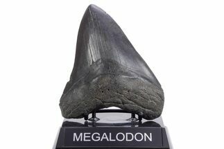 Fossil Megalodon Tooth - South Carolina #360763
