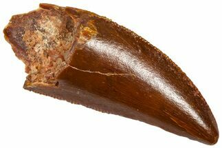 Serrated Raptor Tooth - Real Dinosaur Tooth #360989