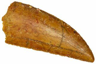 Serrated Raptor Tooth - Real Dinosaur Tooth #361003