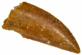 Serrated Raptor Tooth - Real Dinosaur Tooth #361020