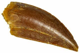 Serrated Raptor Tooth - Real Dinosaur Tooth #361021