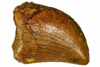 Serrated, Baby Carcharodontosaurus Tooth - Morocco #361025