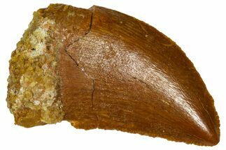 Serrated, Baby Carcharodontosaurus Tooth - Morocco #361030