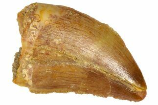 Serrated, Baby Carcharodontosaurus Tooth - Morocco #361035