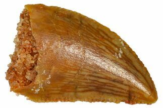 Serrated Raptor Tooth - Real Dinosaur Tooth #361052