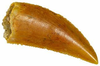 Serrated Raptor Tooth - Real Dinosaur Tooth #361053