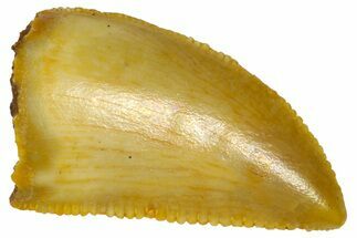 Serrated Raptor Tooth - Real Dinosaur Tooth #361054
