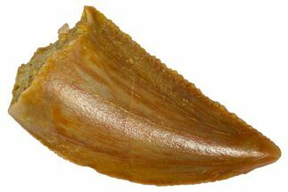 Serrated Raptor Tooth - Real Dinosaur Tooth #361061