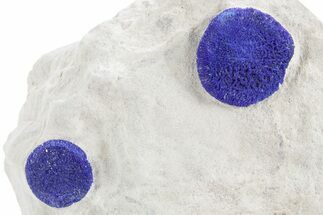 Vibrant Blue Azurite Suns on Siltstone - Australia #361192