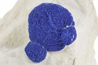 Vibrant Blue Azurite Suns on Siltstone - Australia #361199