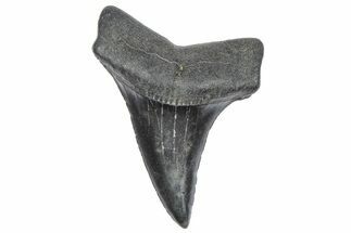 Fossil Broad-Toothed Mako Tooth - South Carolina #360854