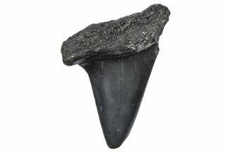 Fossil Broad-Toothed Mako Tooth - South Carolina #360866