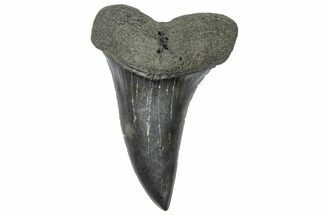Fossil Broad-Toothed Mako Tooth - South Carolina #360867