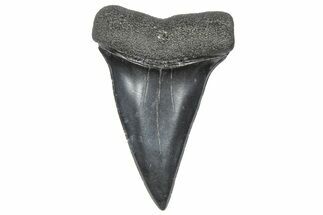 Fossil Broad-Toothed Mako Tooth - South Carolina #360883