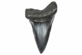Fossil Broad-Toothed Mako Tooth - South Carolina #360912