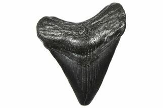Juvenile Megalodon Tooth - South Carolina #360922