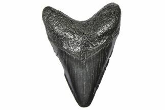 Juvenile Megalodon Tooth - South Carolina #360923