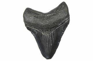 Serrated, Juvenile Megalodon Tooth - South Carolina #360924