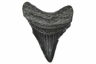 Serrated, Juvenile Megalodon Tooth - South Carolina #360925