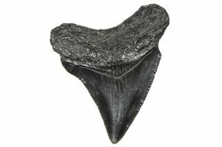 Serrated, Juvenile Megalodon Tooth - South Carolina #360926