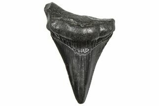 Juvenile Megalodon Tooth - South Carolina #360936