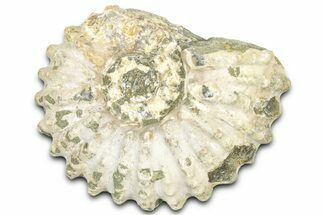 Bumpy Ammonite (Douvilleiceras) Fossil - Madagascar #361133