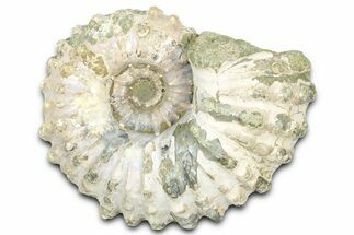 Bumpy Ammonite (Douvilleiceras) Fossil - Purple Iridescence #361141