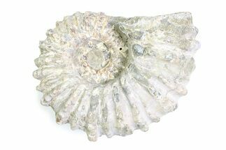 Bumpy Ammonite (Douvilleiceras) Fossil - Madagascar #361151