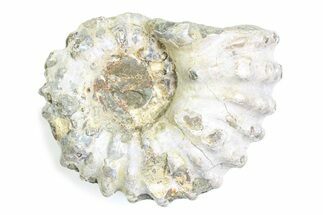 Bumpy Ammonite (Douvilleiceras) Fossil - Madagascar #361206