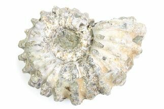 Bumpy Ammonite (Douvilleiceras) Fossil - Madagascar #361208