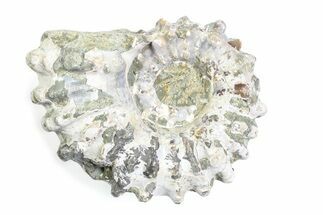 Bumpy Ammonite (Douvilleiceras) Fossil - Madagascar #361209