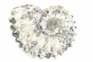 Bumpy Ammonite (Douvilleiceras) Fossil - Madagascar #361210