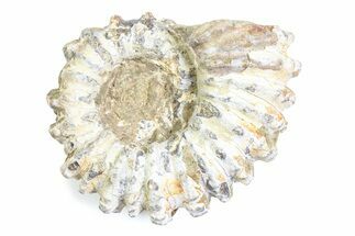 Bumpy Ammonite (Douvilleiceras) Fossil - Madagascar #361211