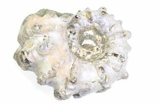Bumpy Ammonite (Douvilleiceras) Fossil - Purple Iridescence #361212